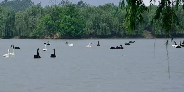 阜阳好玩的地方，安徽阜阳太和有什么好玩的（25个阜阳最好玩的景点）