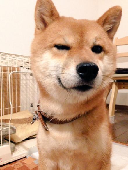 高清萌宠图片大全    来自萌宠们的wink,萌宠图片大全可爱高清(生着一