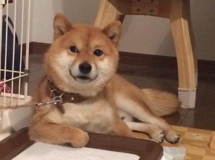 高清萌宠图片大全    来自萌宠们的wink，萌宠图片大全可爱高清（生着一副霸道总裁脸的柴犬）