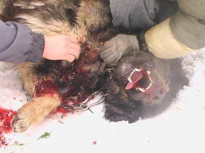 高加索犬vs藏獒，高加索犬vs藏獒视频（高加索犬vs藏獒王）