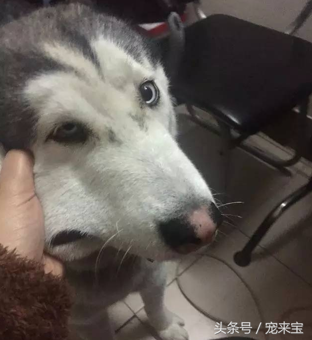 来宝犬业白色哈士奇多少 来宝哈士奇犬舍