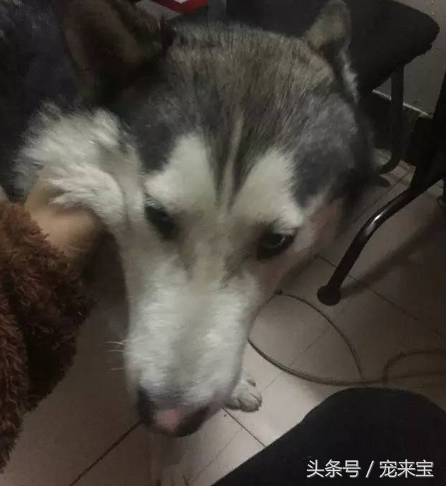 来宝犬业白色哈士奇多少 来宝哈士奇犬舍