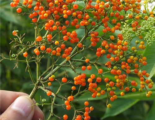 钩藤的功效与作用禁忌(这一种草) - 行就行