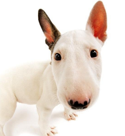 小型斗牛梗多少钱一只(世界名犬) - 价格百科