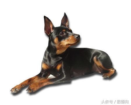 纯种迷你杜宾犬多少钱 迷你杜宾犬体型多大