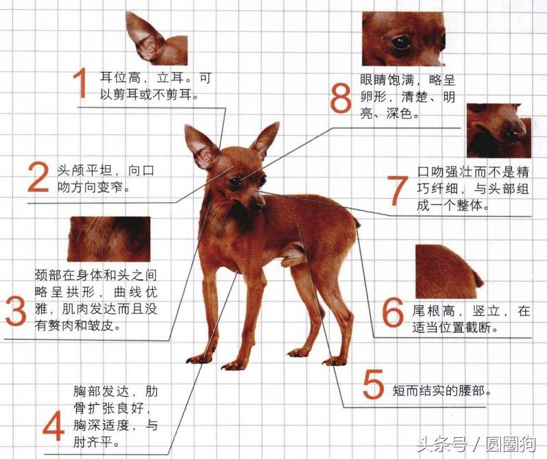 纯种迷你杜宾犬多少钱 迷你杜宾犬体型多大