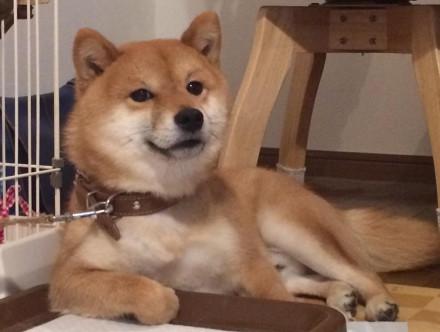 高清萌宠图片大全    来自萌宠们的wink，萌宠图片大全可爱高清（生着一副霸道总裁脸的柴犬）