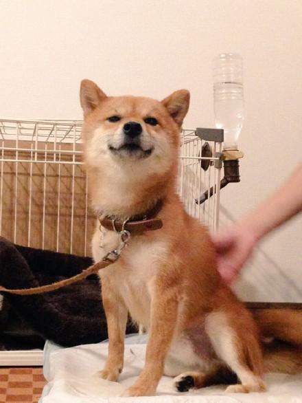 高清萌宠图片大全    来自萌宠们的wink，萌宠图片大全可爱高清（生着一副霸道总裁脸的柴犬）