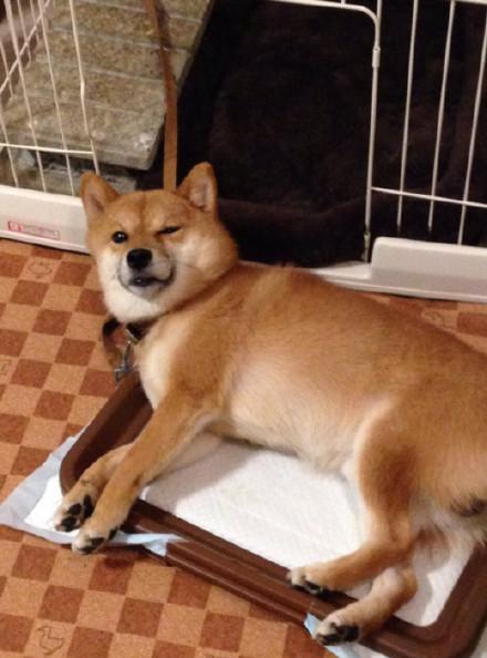 高清萌宠图片大全    来自萌宠们的wink，萌宠图片大全可爱高清（生着一副霸道总裁脸的柴犬）