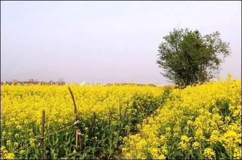 清明前后种瓜点豆，清明前后种瓜点豆是什么节气前后（今日清明：清明前后）