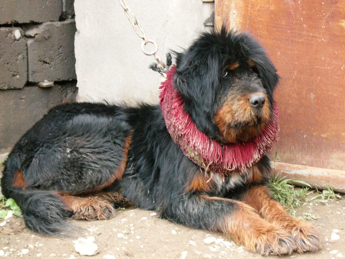 青藏地区最古老的原生犬:与藏獒齐名而比藏獒稀有的藏狮