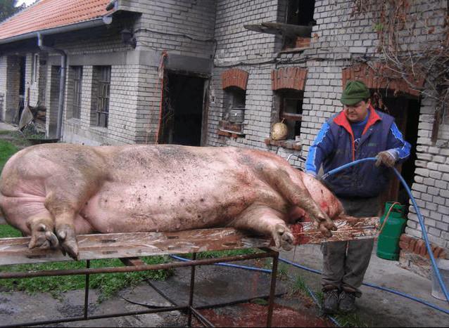 杀猪全过程放血,欧洲人的杀猪现场 