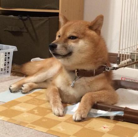 高清萌宠图片大全    来自萌宠们的wink，萌宠图片大全可爱高清（生着一副霸道总裁脸的柴犬）