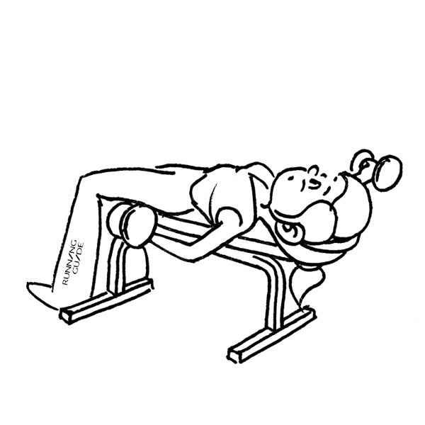 肱肌,肱三头肌,桡侧腕屈肌,屈趾长肌,伸指肌,肱桡肌,桡侧腕伸肌,前锯