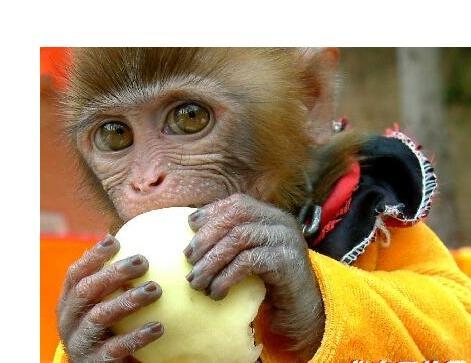 什么动物爱吃桃子,讨论猴子到底爱吃桃子还是香蕉-生肖-荣耀易学