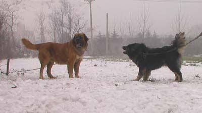 高加索犬vs藏獒，高加索犬vs藏獒视频（高加索犬vs藏獒王）