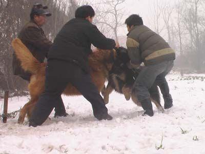 高加索犬vs藏獒，高加索犬vs藏獒视频（高加索犬vs藏獒王）