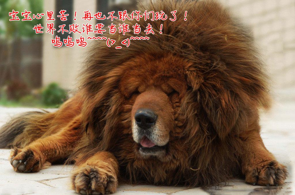 高加索犬vs藏獒，高加索犬vs藏獒视频（高加索犬vs藏獒王）