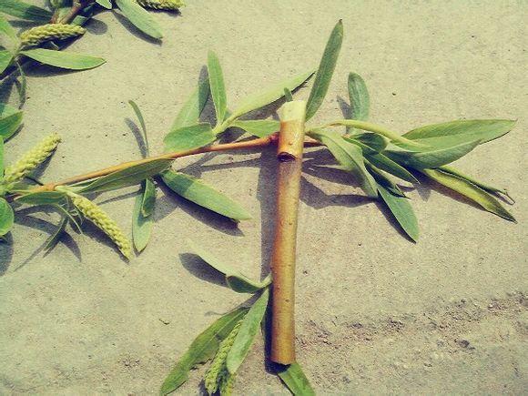 柳树芽怎么吃，柳树芽怎样吃（好吃的不要不要的）