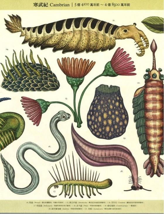 5亿多年前的寒武纪生命大爆发:惊现了哪些神奇的生物呢?