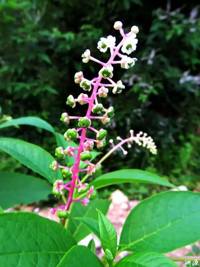 安徽的什么花出名(六安那些野花不但花美名字靓,还有很多鲜为人知的