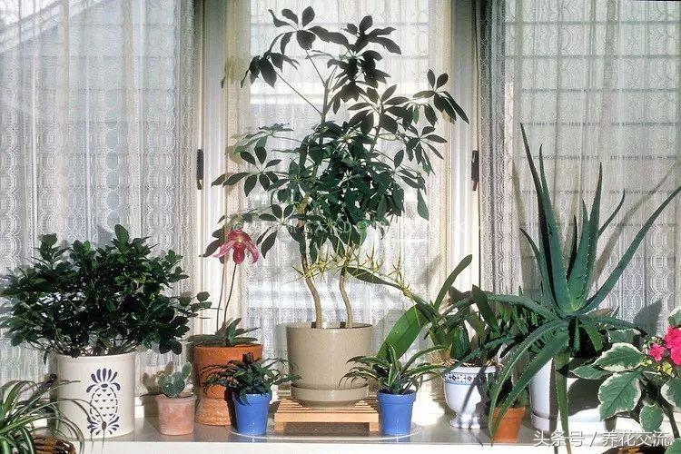 适合室内种植的植物，适合室内种植的植物有哪些好种一点的（适合新手的7种室内盆栽绿植）