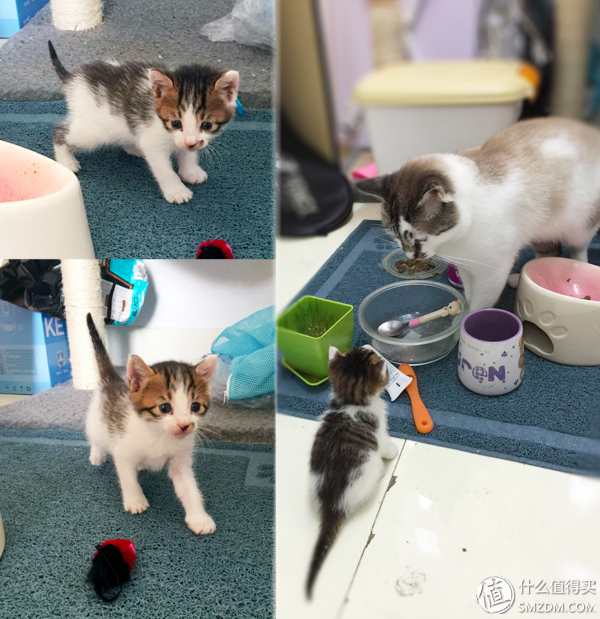 4月大的小猫一次喂多少克猫粮（喂养小猫的全面指南）