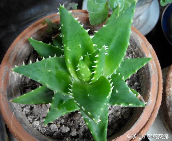 常见的室内观叶植物都包括哪些，室内观叶植物常见的有哪些种类（室内无毒好养的20种观叶绿植）