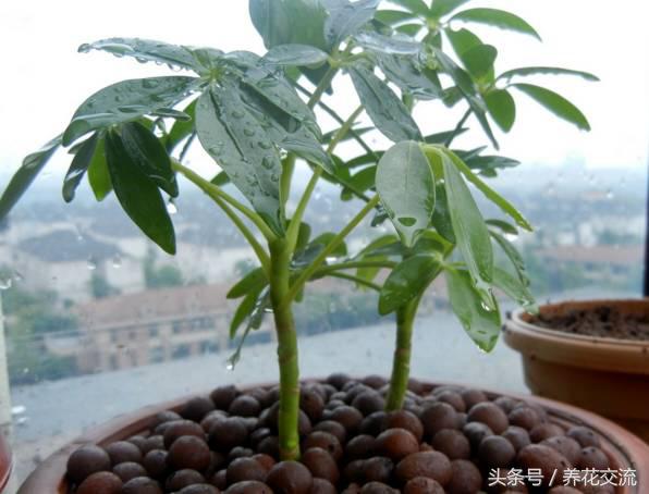 常见的室内观叶植物都包括哪些，室内观叶植物常见的有哪些种类（室内无毒好养的20种观叶绿植）