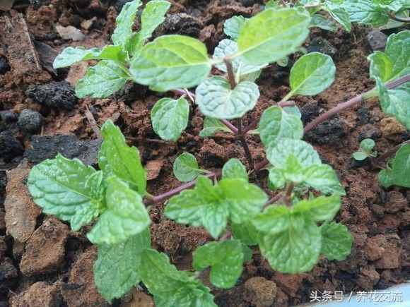 常见的室内观叶植物都包括哪些，室内观叶植物常见的有哪些种类（室内无毒好养的20种观叶绿植）