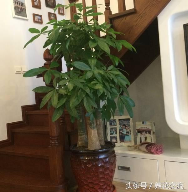 常见的室内观叶植物都包括哪些，室内观叶植物常见的有哪些种类（室内无毒好养的20种观叶绿植）