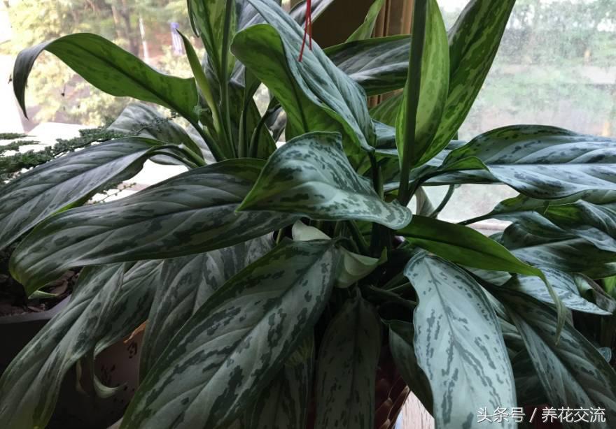 常见的室内观叶植物都包括哪些，室内观叶植物常见的有哪些种类（室内无毒好养的20种观叶绿植）