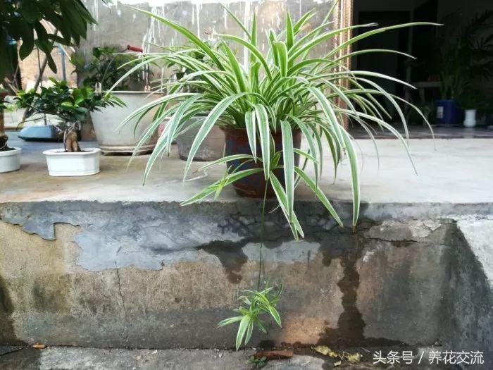 常见的室内观叶植物都包括哪些，室内观叶植物常见的有哪些种类（室内无毒好养的20种观叶绿植）