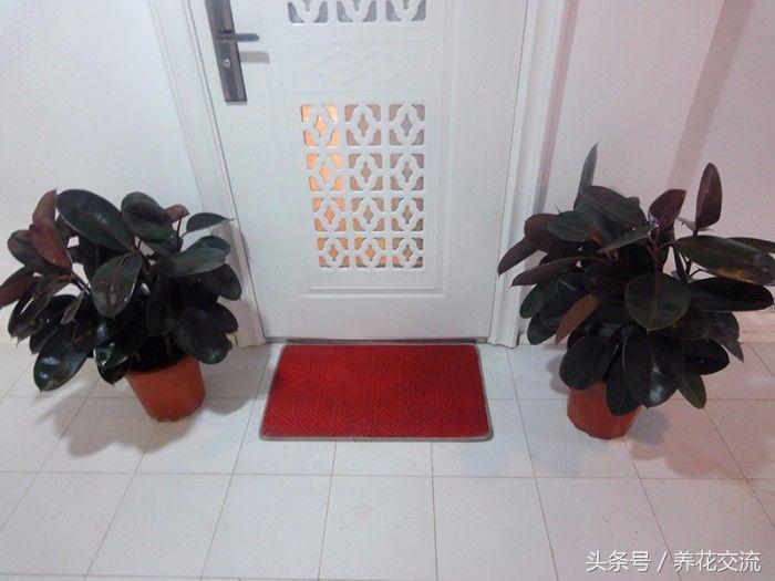 常见的室内观叶植物都包括哪些，室内观叶植物常见的有哪些种类（室内无毒好养的20种观叶绿植）