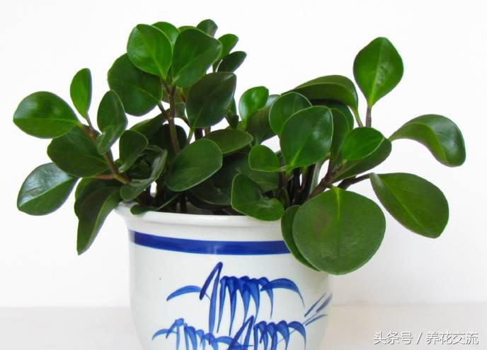 常见的室内观叶植物都包括哪些，室内观叶植物常见的有哪些种类（室内无毒好养的20种观叶绿植）
