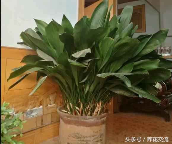 常见的室内观叶植物都包括哪些，室内观叶植物常见的有哪些种类（室内无毒好养的20种观叶绿植）