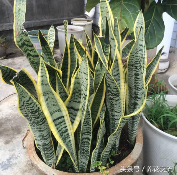 常见的室内观叶植物都包括哪些，室内观叶植物常见的有哪些种类（室内无毒好养的20种观叶绿植）