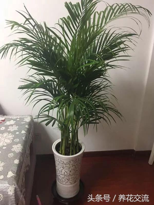 常见的室内观叶植物都包括哪些，室内观叶植物常见的有哪些种类（室内无毒好养的20种观叶绿植）