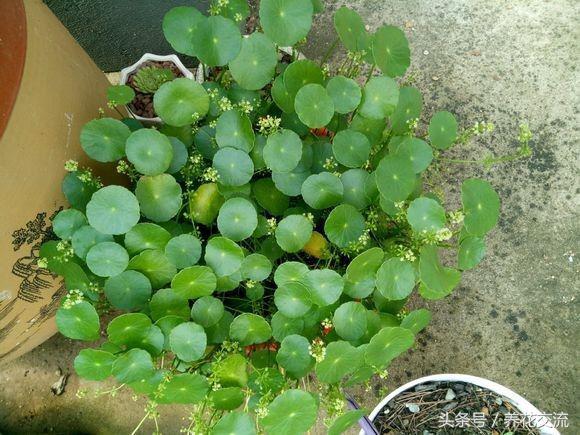 常见的室内观叶植物都包括哪些，室内观叶植物常见的有哪些种类（室内无毒好养的20种观叶绿植）