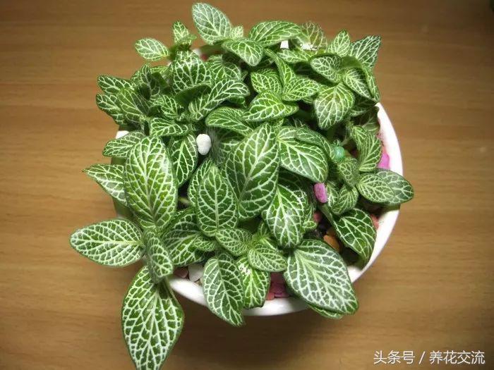 常见的室内观叶植物都包括哪些，室内观叶植物常见的有哪些种类（室内无毒好养的20种观叶绿植）