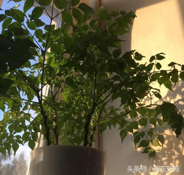 常见的室内观叶植物都包括哪些，室内观叶植物常见的有哪些种类（室内无毒好养的20种观叶绿植）