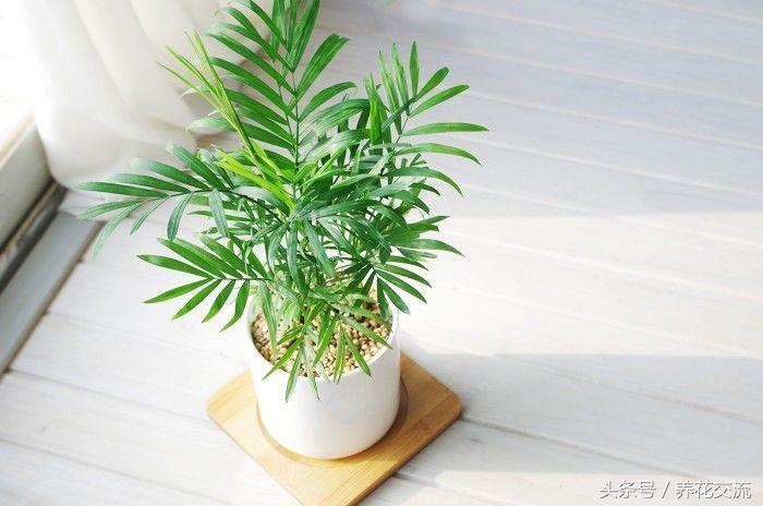 常见的室内观叶植物都包括哪些，室内观叶植物常见的有哪些种类（室内无毒好养的20种观叶绿植）