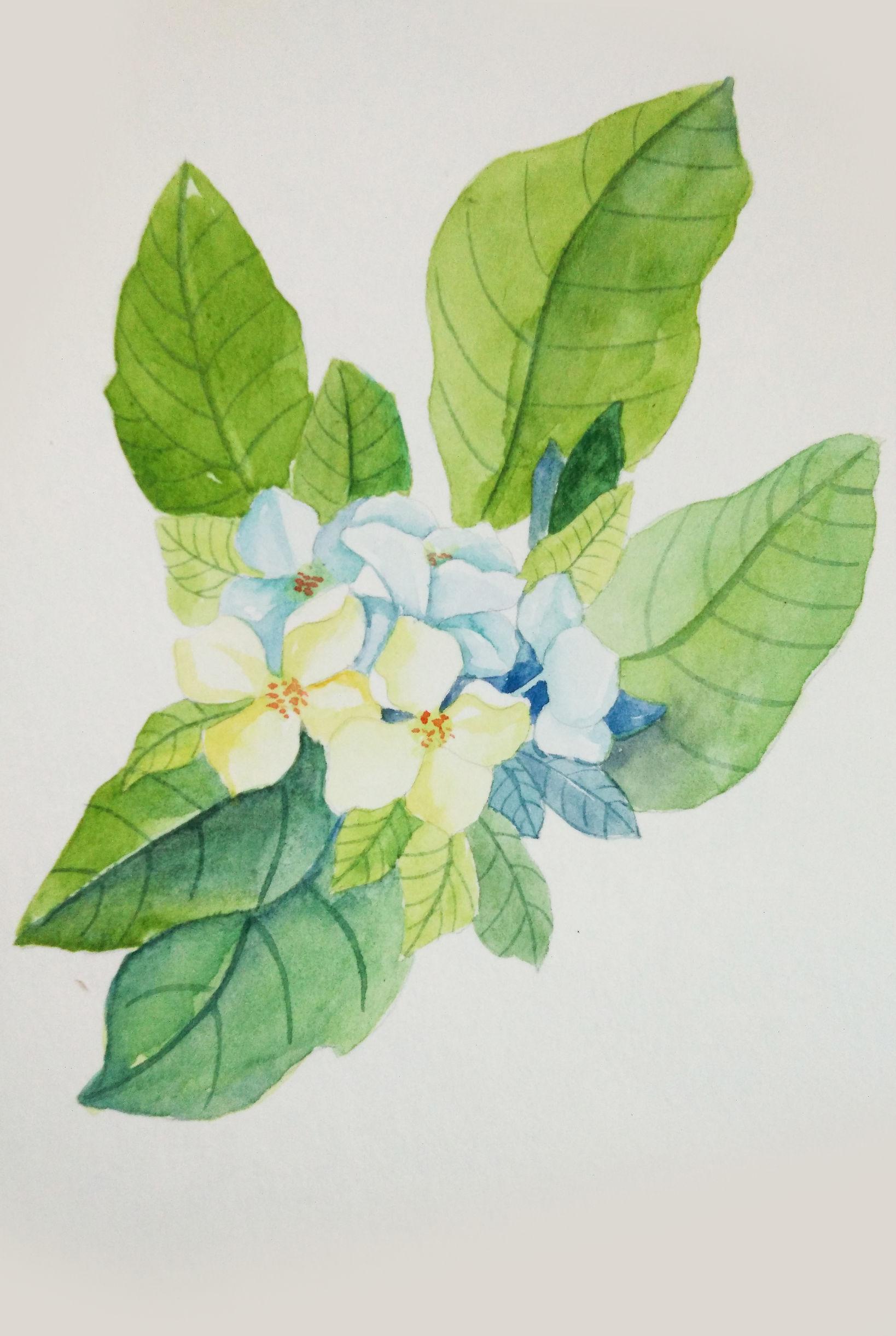 线条不要太重;第二步:从里面的花开始画,这里用的是柠檬黄和蓝色,开始