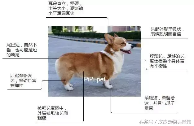 柯基三通大围脖什么意思 三通七白真的是定义柯基的门槛吗（了解柯基犬的标准特征和饲养要点）