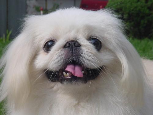 京巴狗图片,中国名犬之京巴犬 - 玉三网