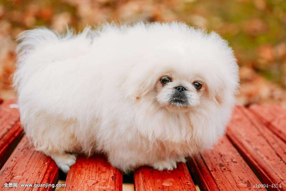 京巴狗图片,中国名犬之京巴犬 