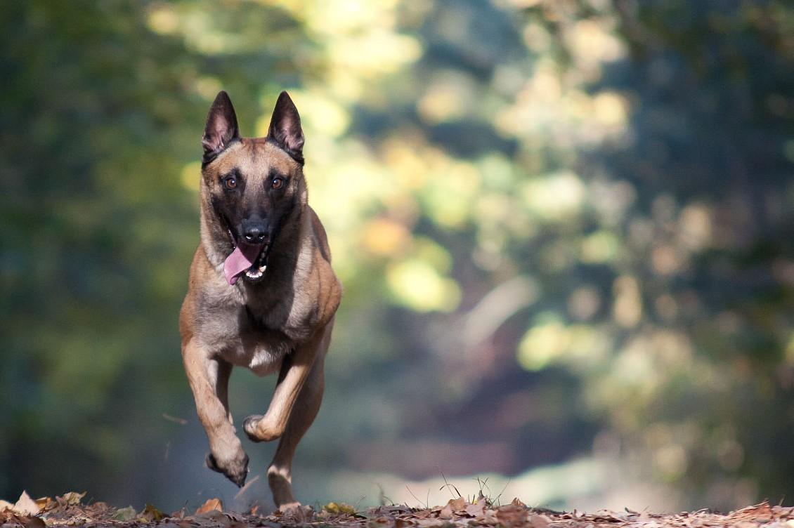 怎么调教幼犬大小便（如何训练幼犬拉尿）