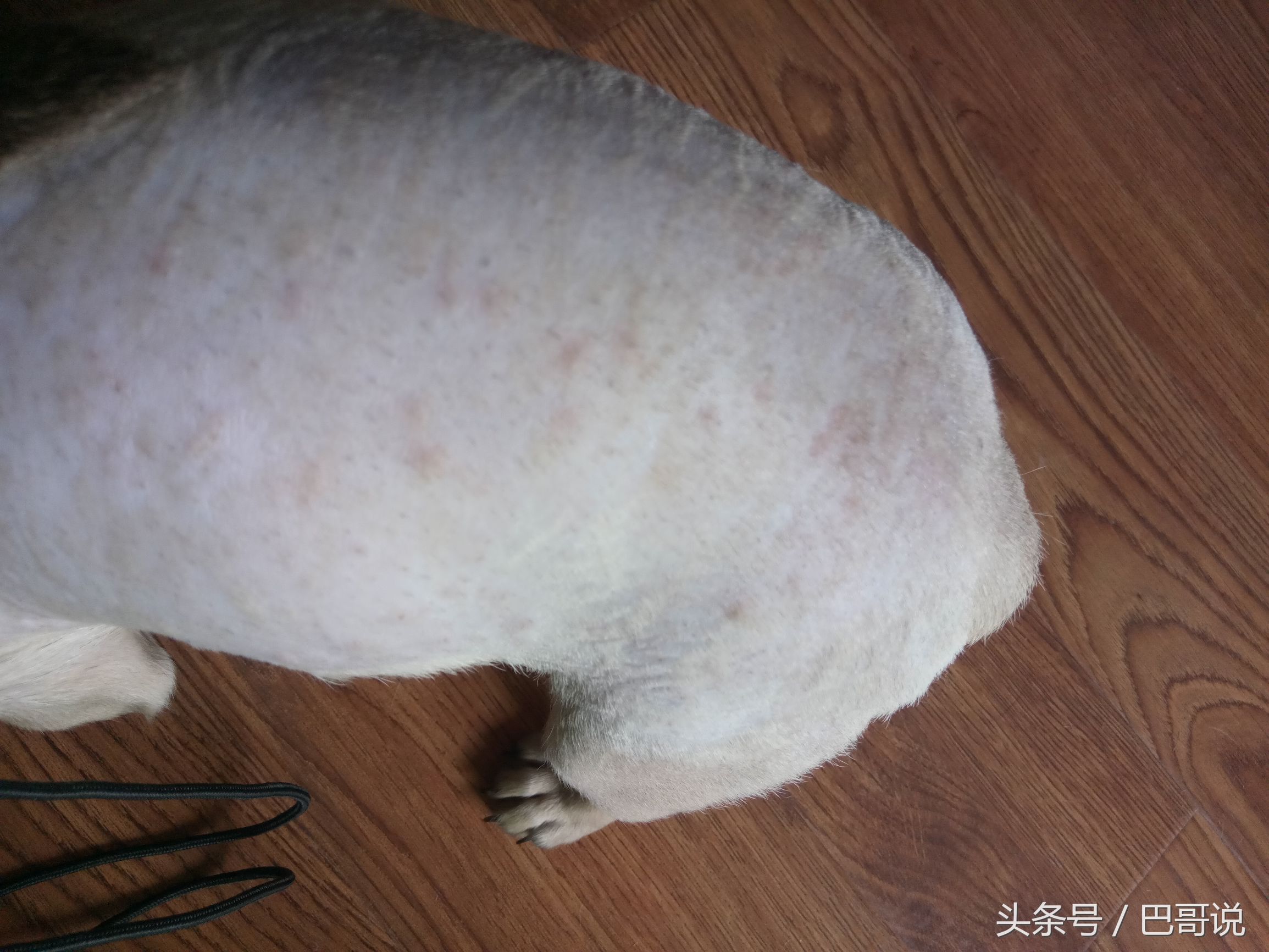 八哥犬经常有皮肤病怎么治疗（八哥狗皮肤病擦哪种药膏好）