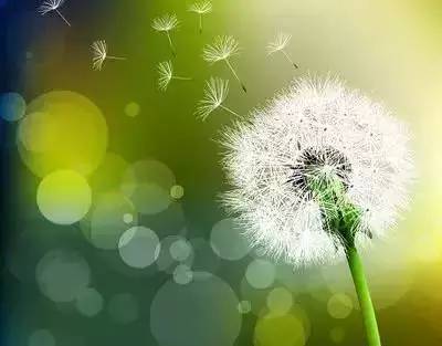 樱花花语及象征，樱花的花语是什（20种花的花语，你知道多少种）