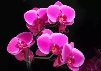 樱花花语及象征，樱花的花语是什（20种花的花语，你知道多少种）